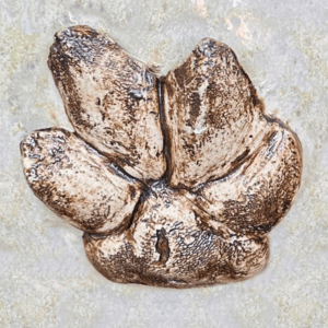 kattenurnen olst wijhe raalte deventer overijssel